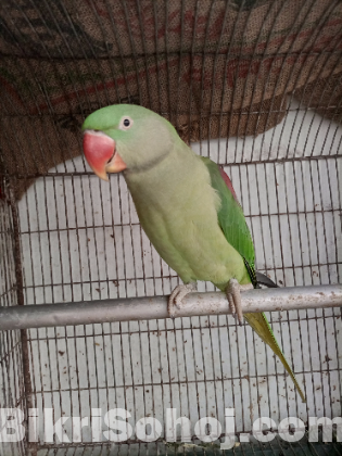 Alexandrine parrot